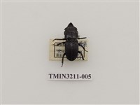 藏品(葫蘆鍬形蟲)的圖片